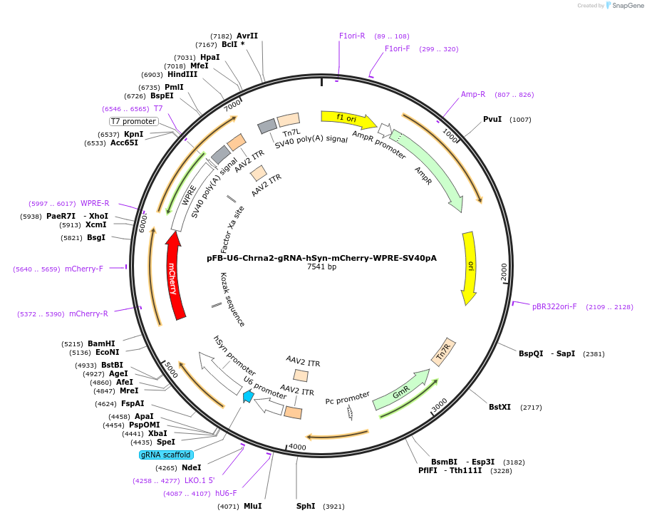 128337-plasmid-map-sequence-id-245820