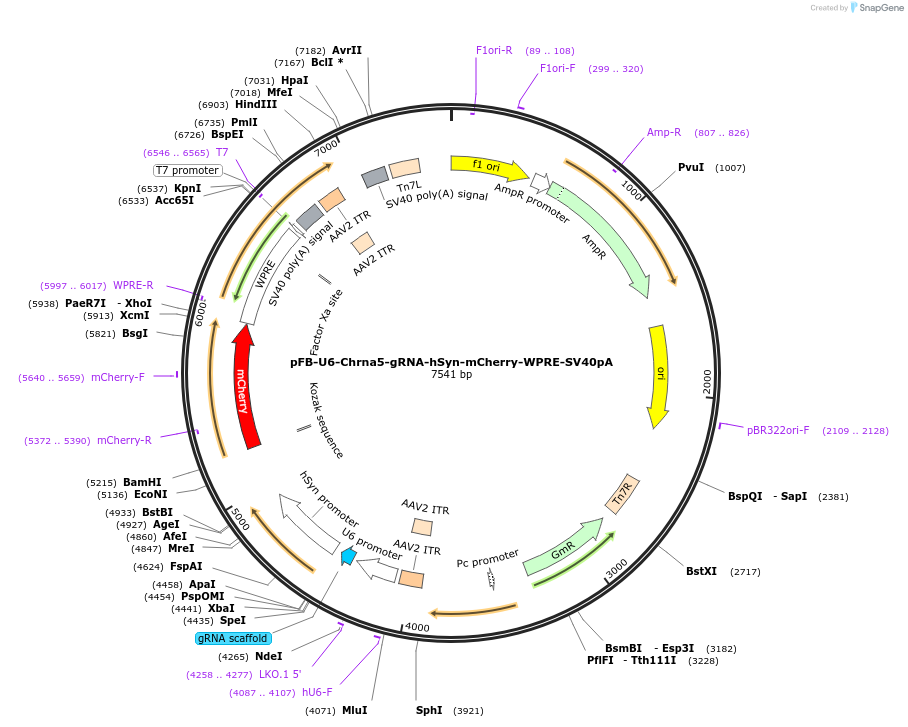 128340-plasmid-map-sequence-id-245823