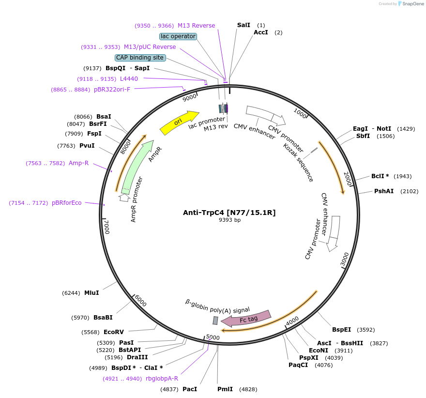 114504-plasmid-map-sequence-id-245855