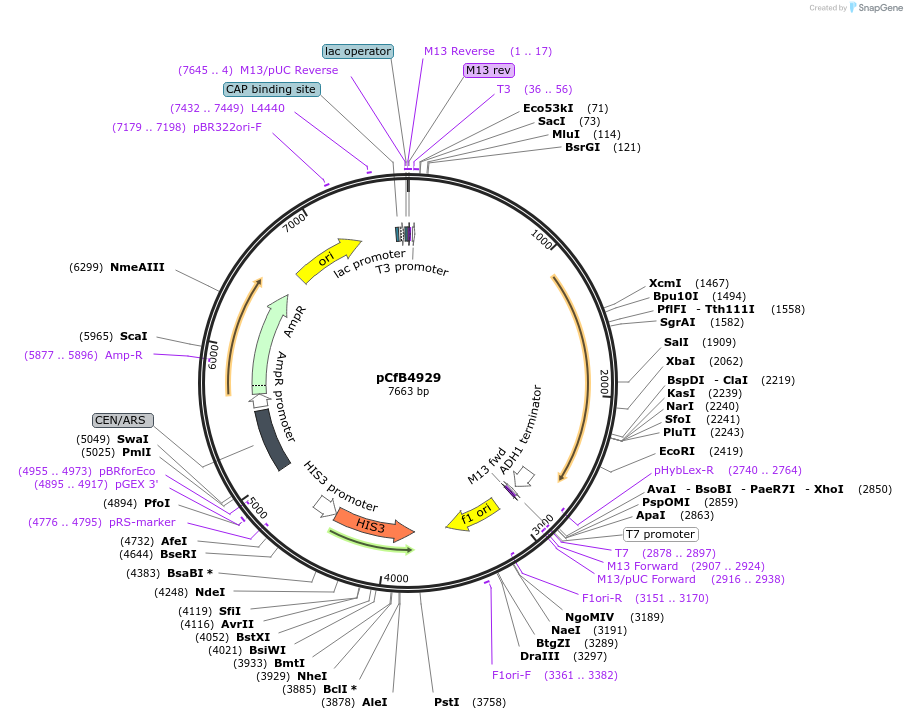 126751-plasmid-map-sequence-id-245887