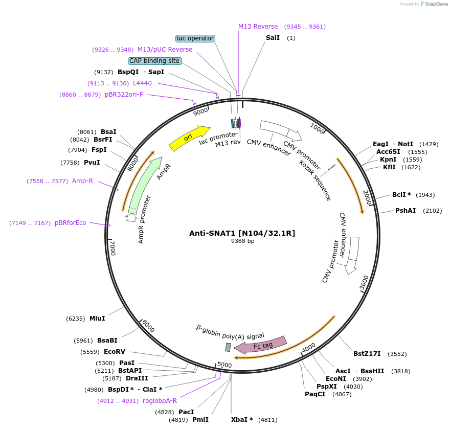 114517-plasmid-map-sequence-id-245894