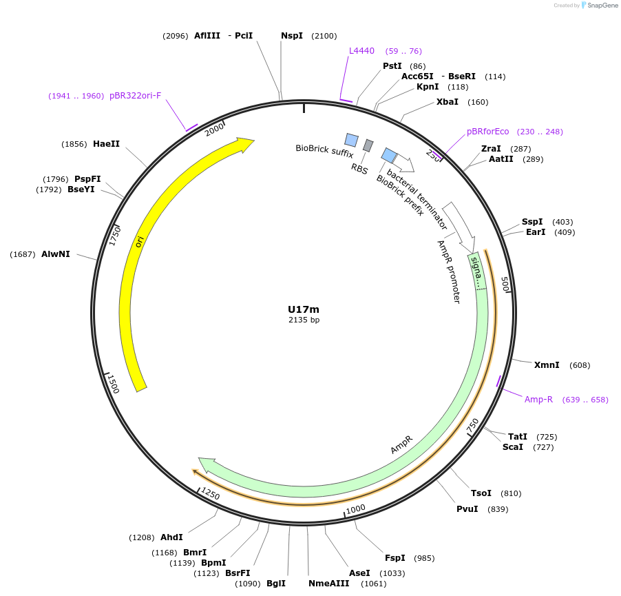 121023-plasmid-map-sequence-id-245898
