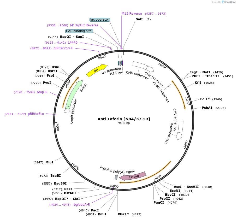 114533-plasmid-map-sequence-id-245905