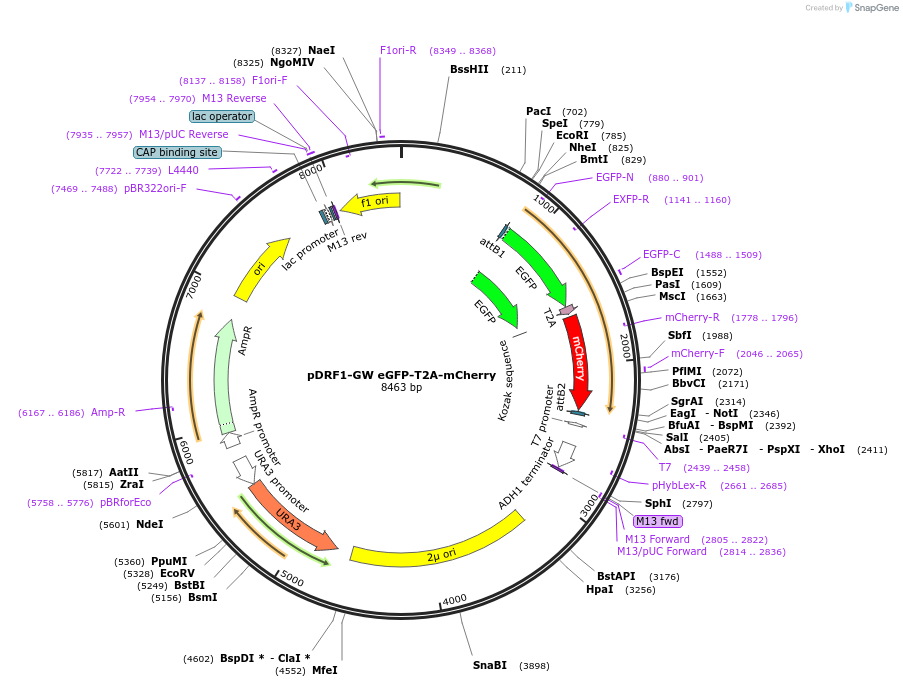 118422-plasmid-map-sequence-id-245906
