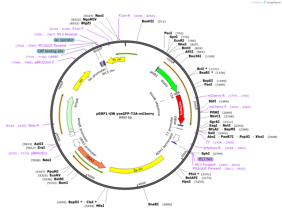 118446-plasmid-map-sequence-id-245907