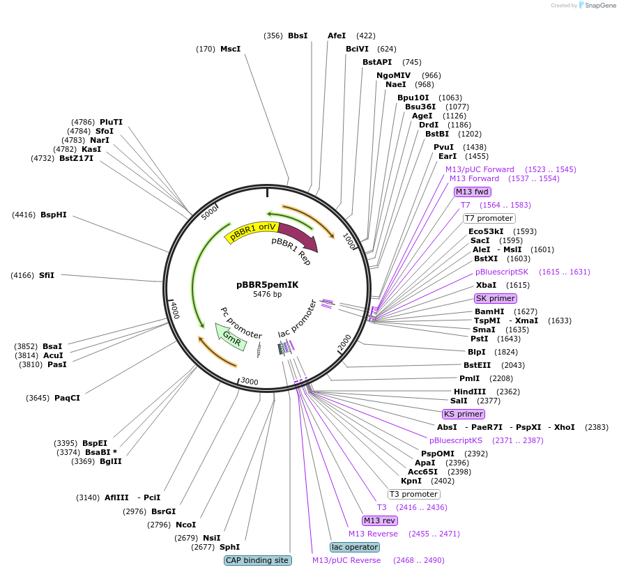 126554-plasmid-map-sequence-id-245910