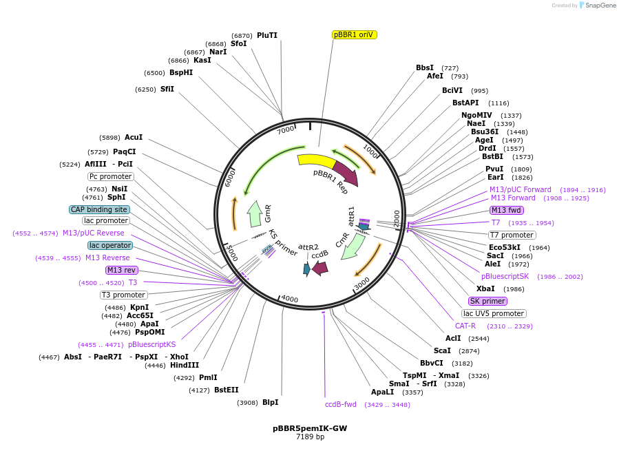 126556-plasmid-map-sequence-id-245912