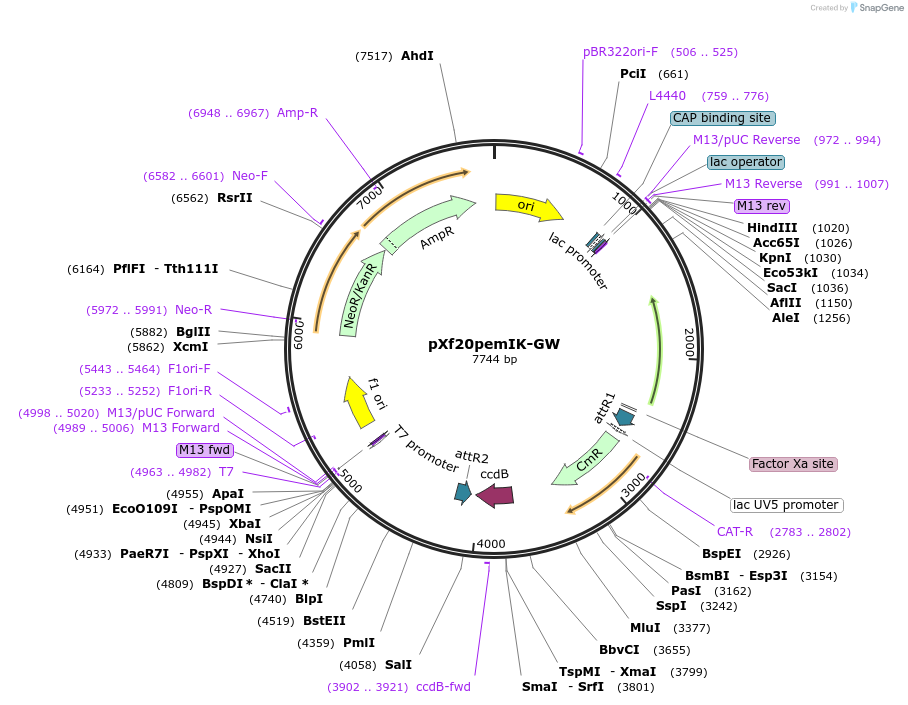 126576-plasmid-map-sequence-id-245914