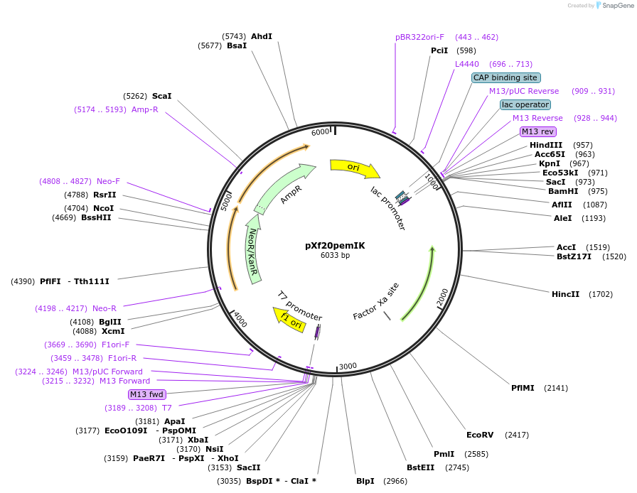 126577-plasmid-map-sequence-id-245919
