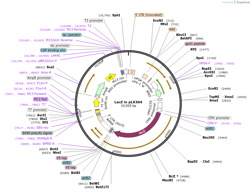 42560-plasmid-map-sequence-id-245929