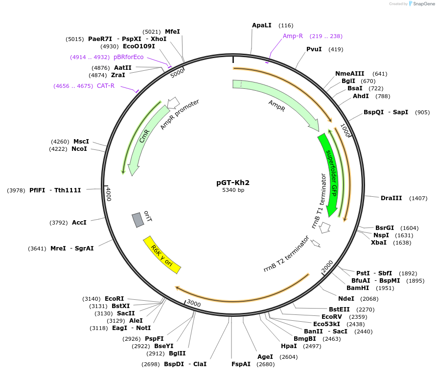 122587-plasmid-map-sequence-id-245938