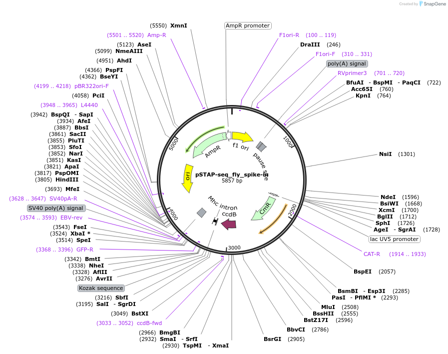 125151-plasmid-map-sequence-id-245943