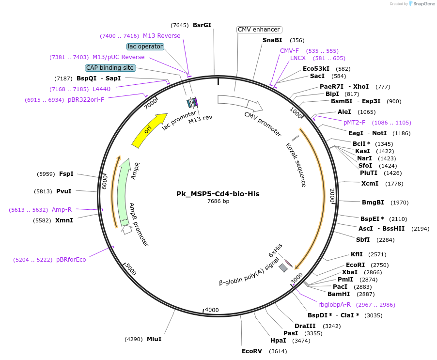 126844-plasmid-map-sequence-id-245944