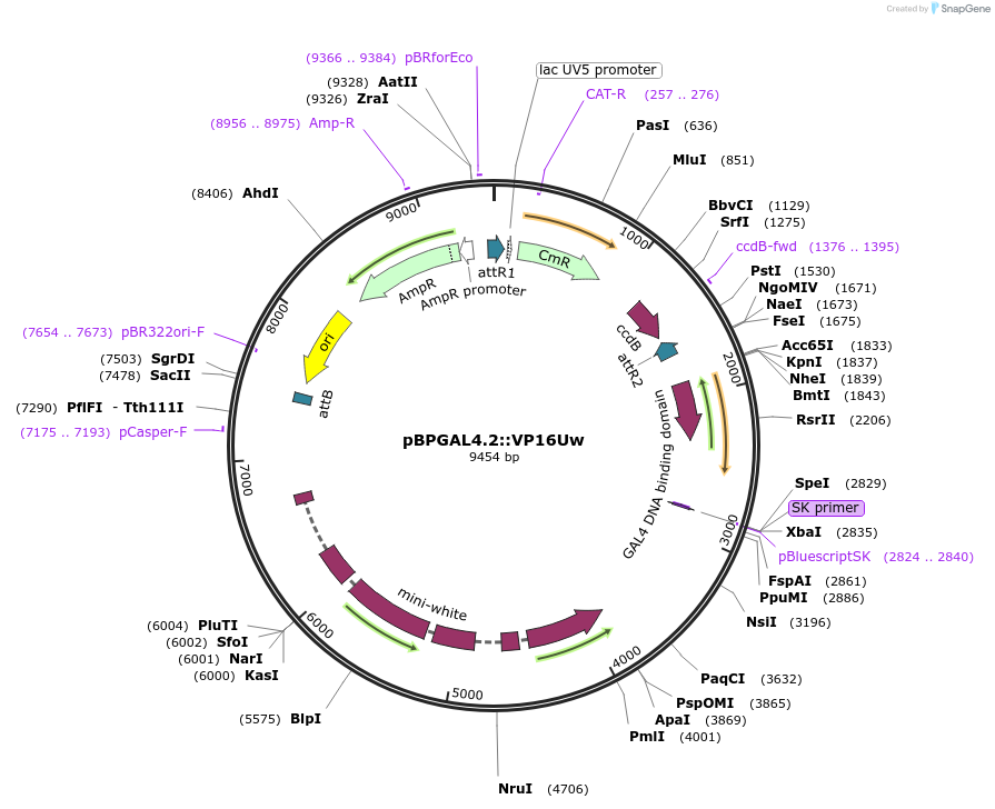 26228-plasmid-map-sequence-id-245949