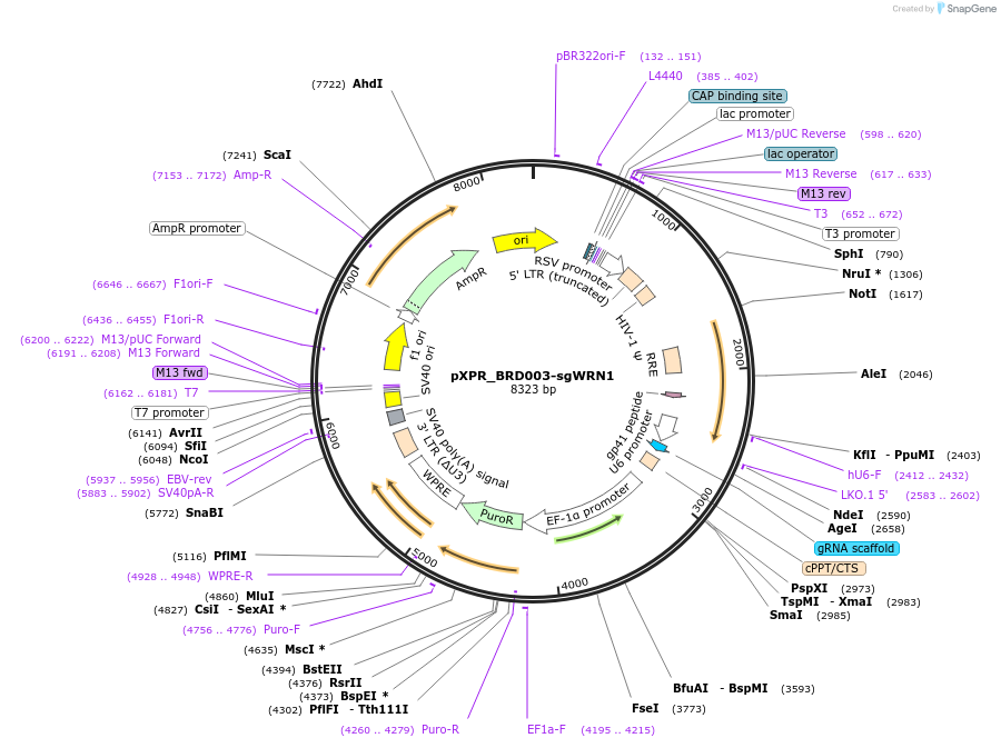 125771-plasmid-map-sequence-id-245952