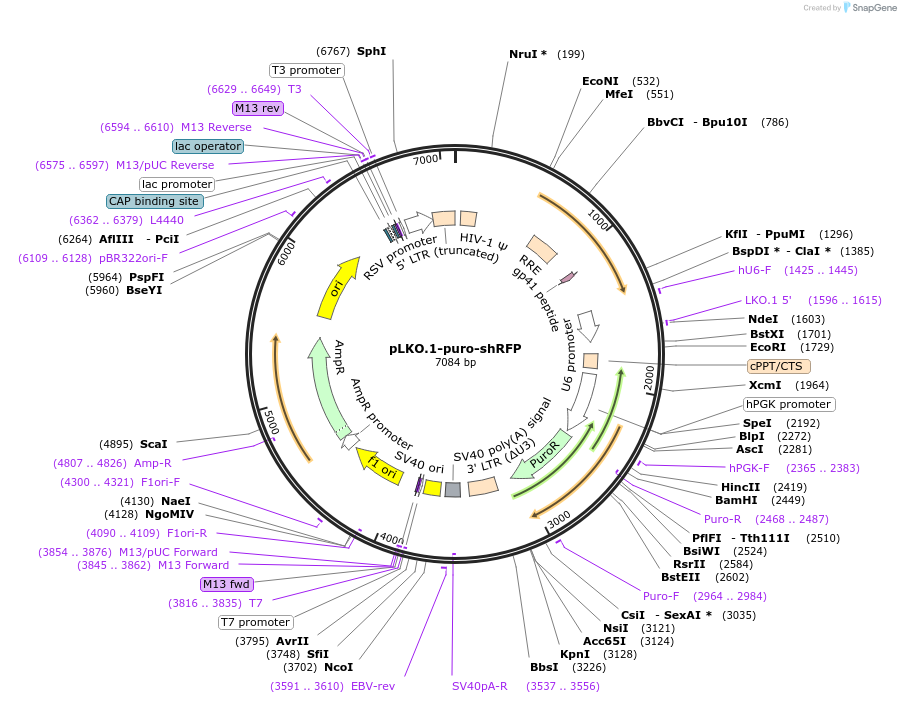 125778-plasmid-map-sequence-id-245958