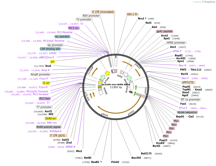 125789-plasmid-map-sequence-id-245961