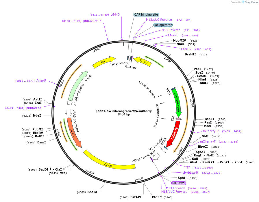 125698-plasmid-map-sequence-id-245963