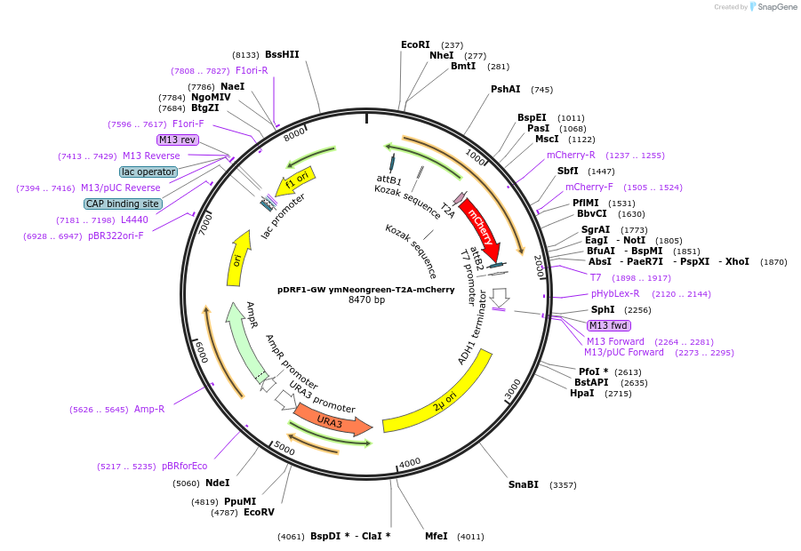 125700-plasmid-map-sequence-id-245964