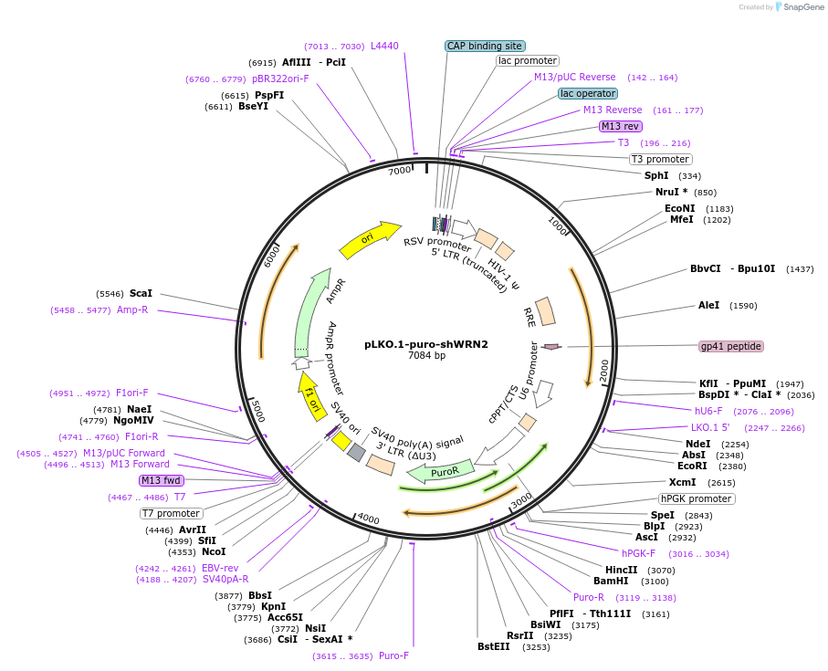 125782-plasmid-map-sequence-id-245968