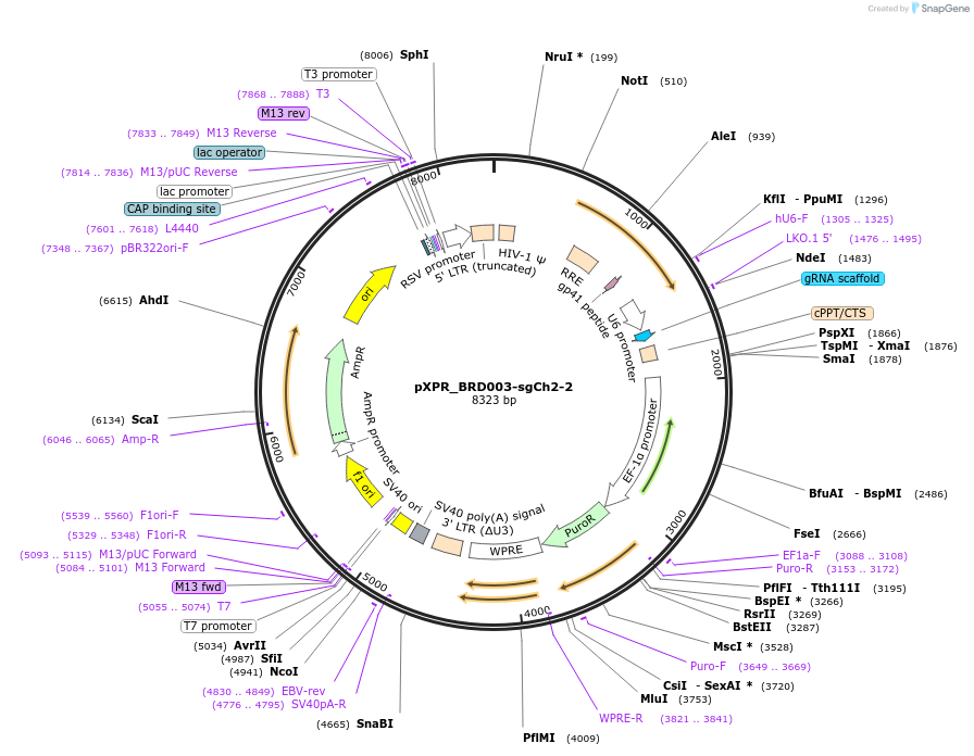 125767-plasmid-map-sequence-id-245982