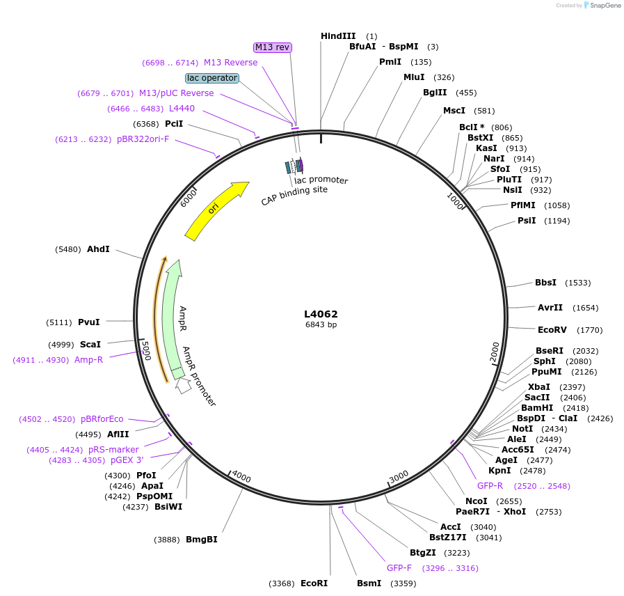 1636-plasmid-map-sequence-id-246