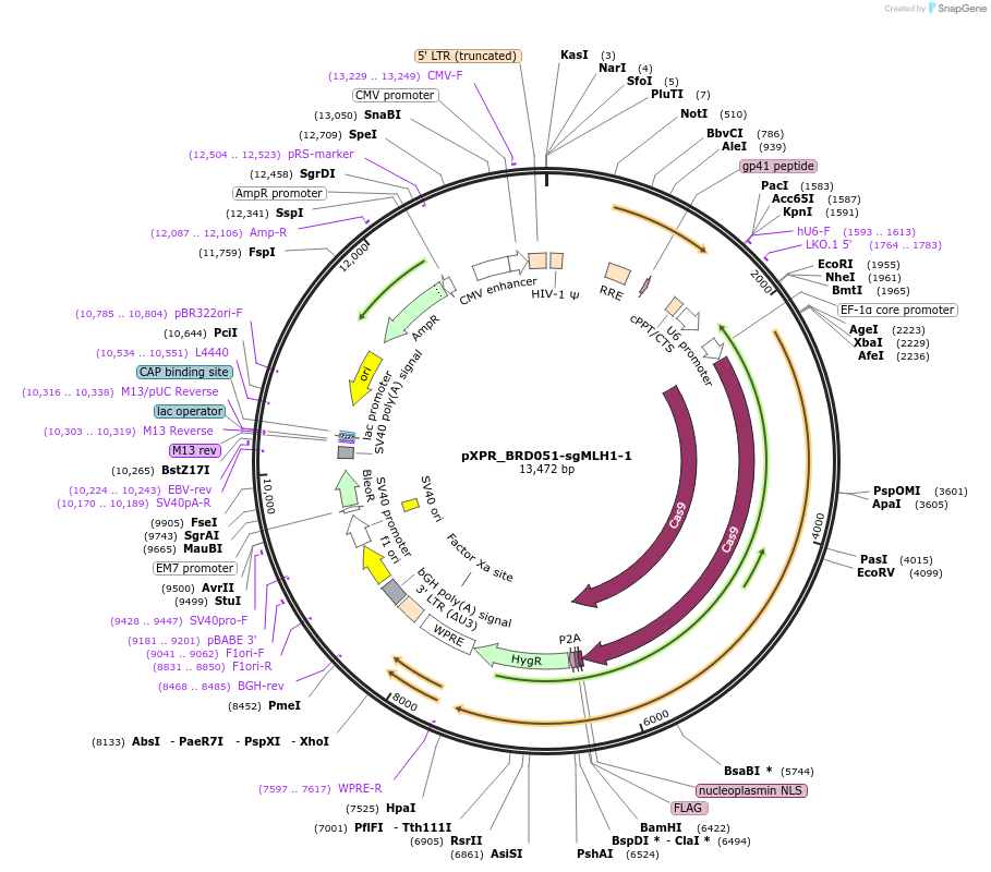 125776-plasmid-map-sequence-id-246019