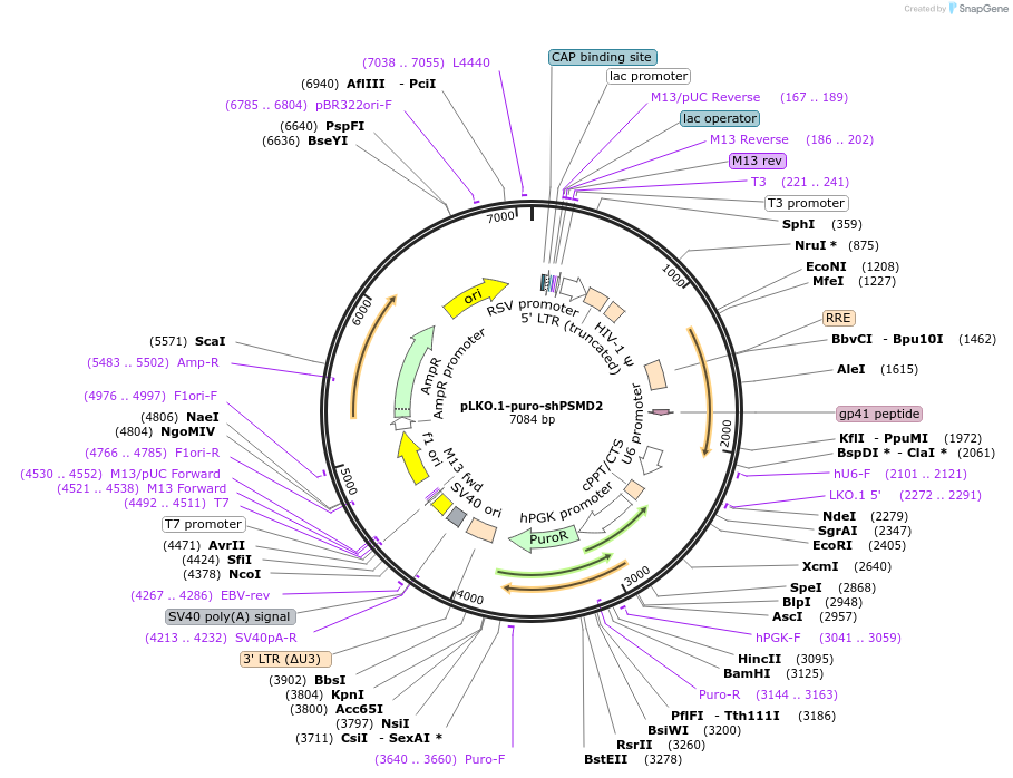 125779-plasmid-map-sequence-id-246021