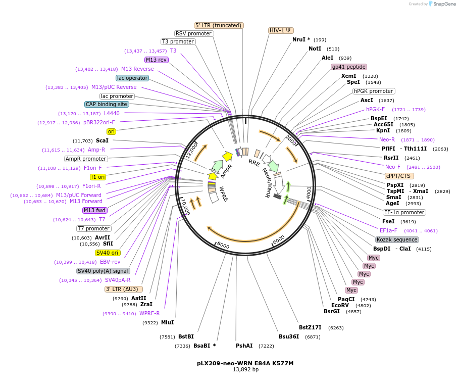125791-plasmid-map-sequence-id-246024