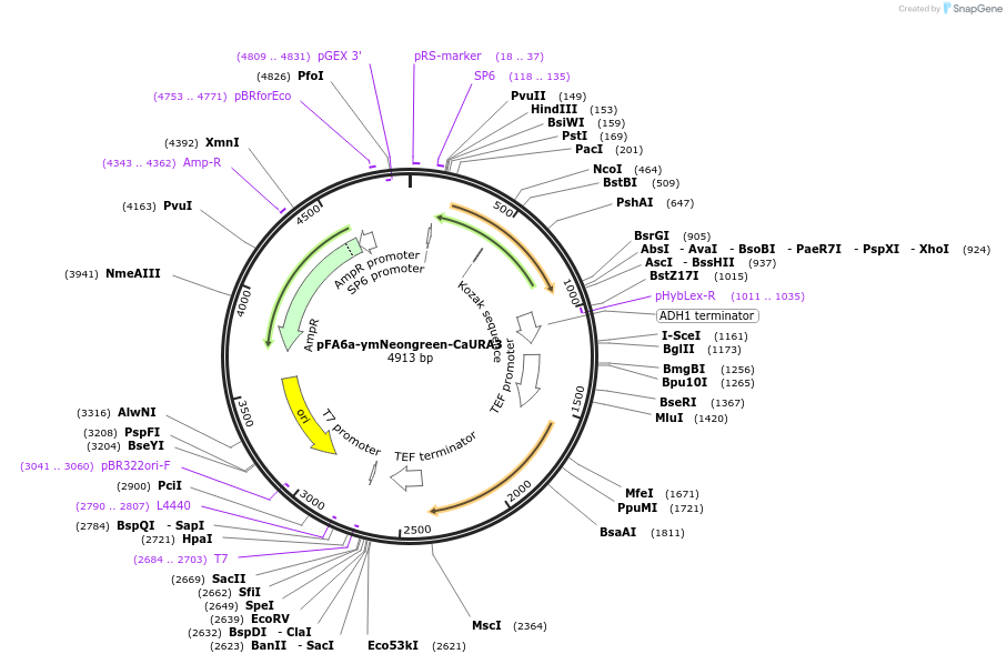 125703-plasmid-map-sequence-id-246025