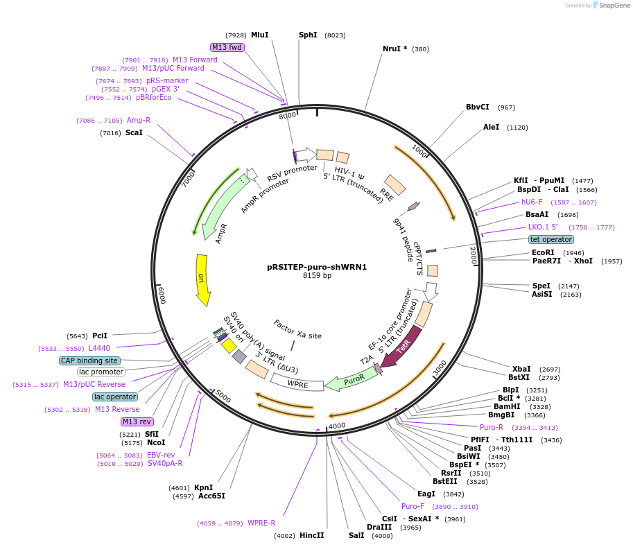 125783-plasmid-map-sequence-id-246033