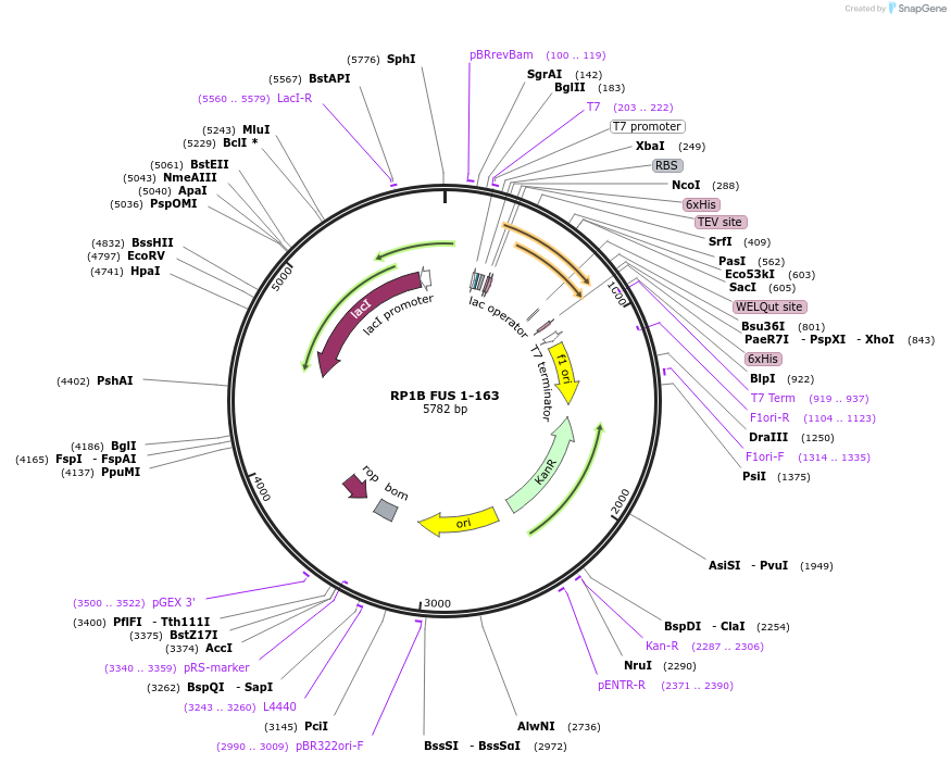 127192-plasmid-map-sequence-id-246036