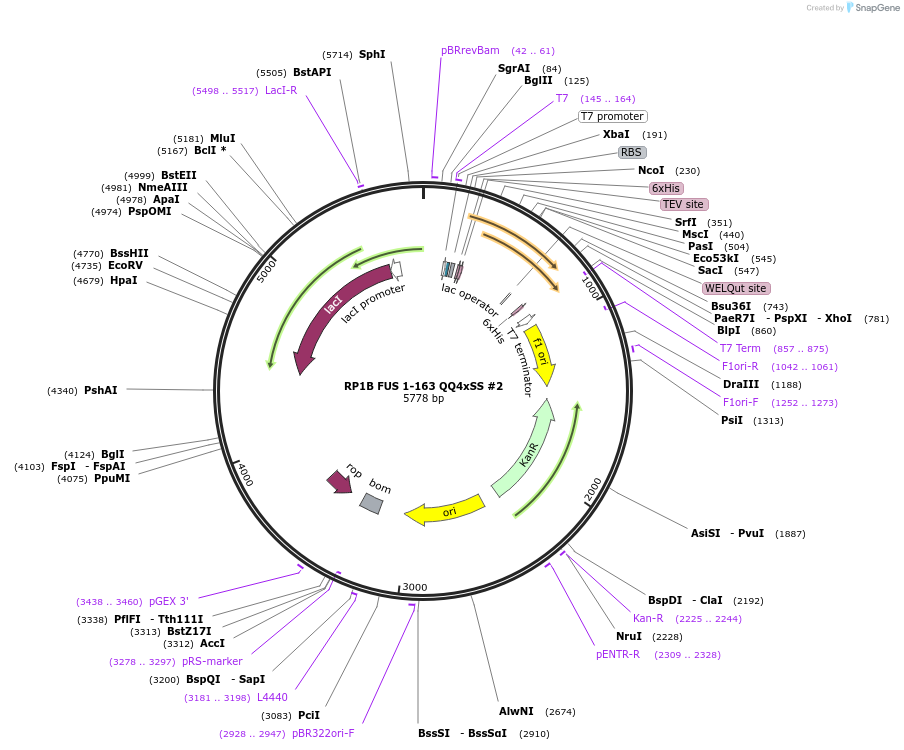 127195-plasmid-map-sequence-id-246052