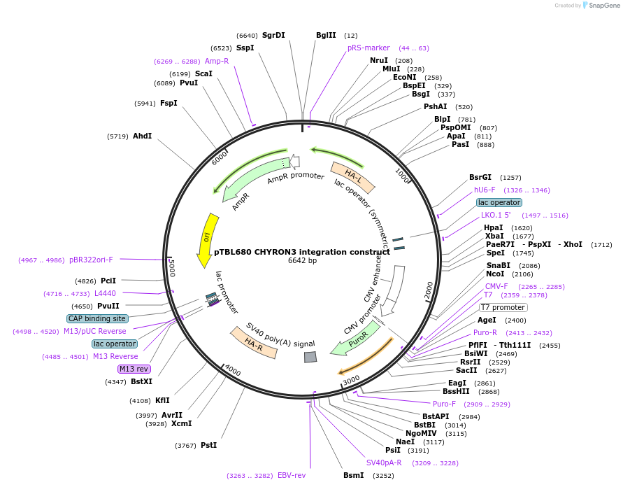 126448-plasmid-map-sequence-id-246061
