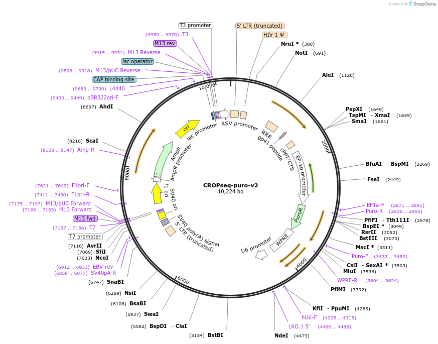 127458-plasmid-map-sequence-id-246063