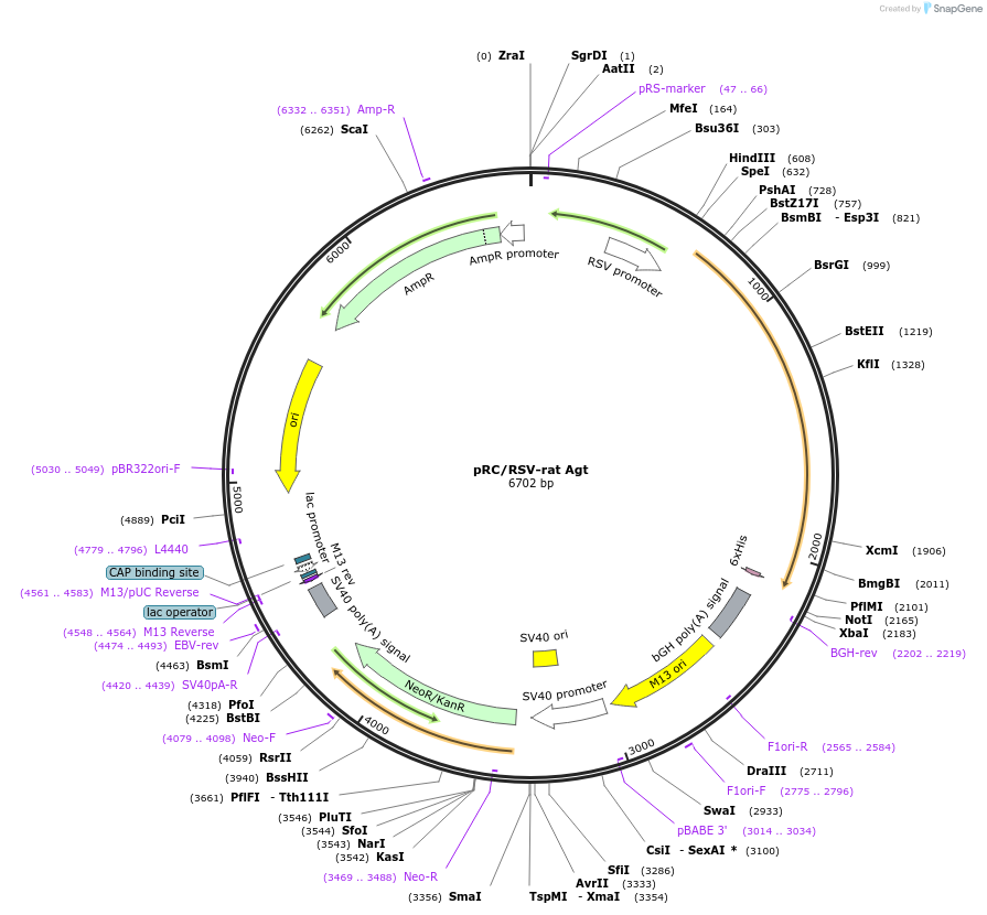122104-plasmid-map-sequence-id-246064