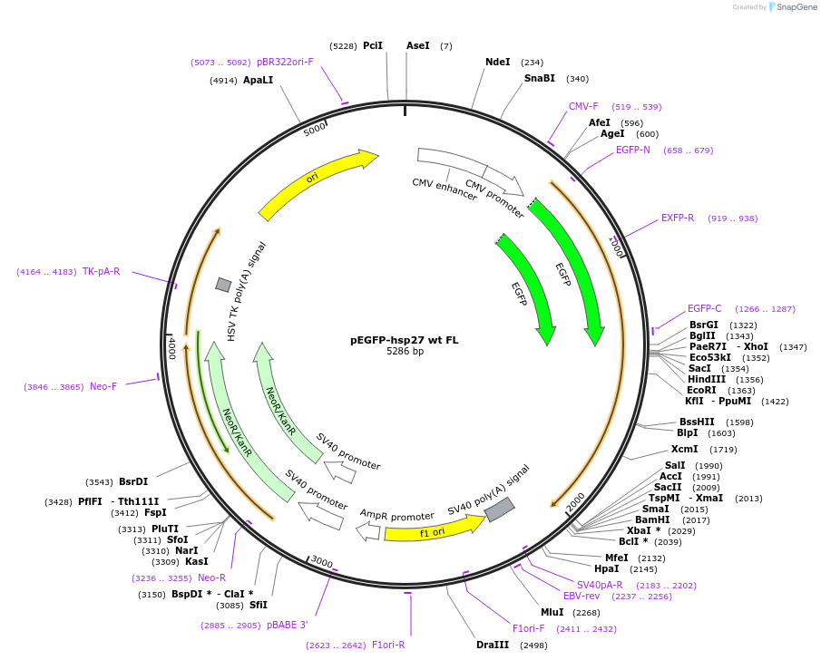 17444-plasmid-map-sequence-id-246070