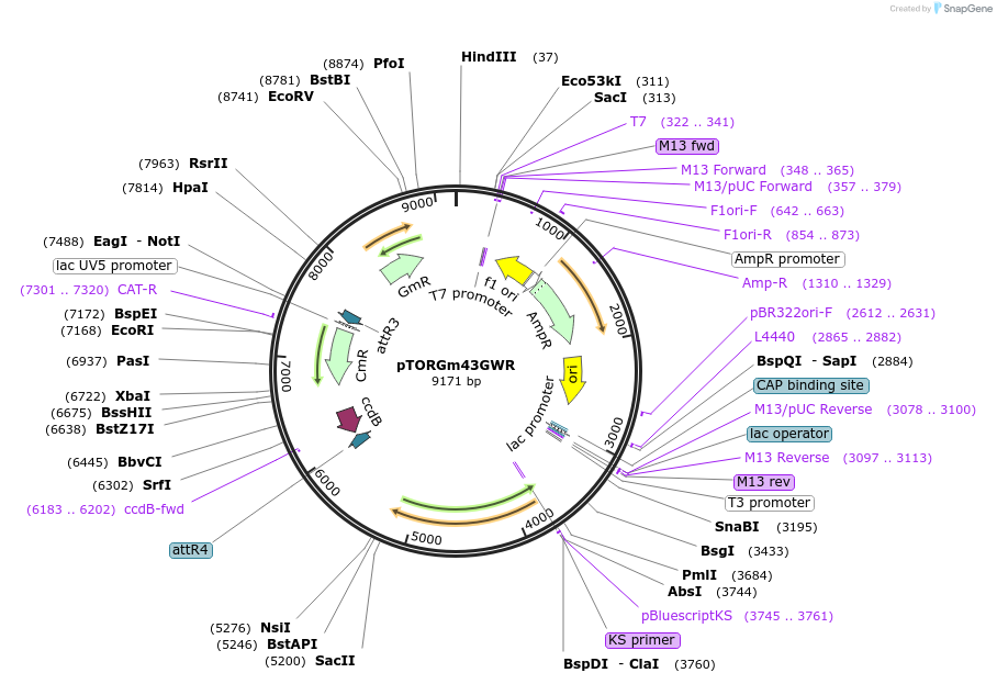 112905-plasmid-map-sequence-id-246079