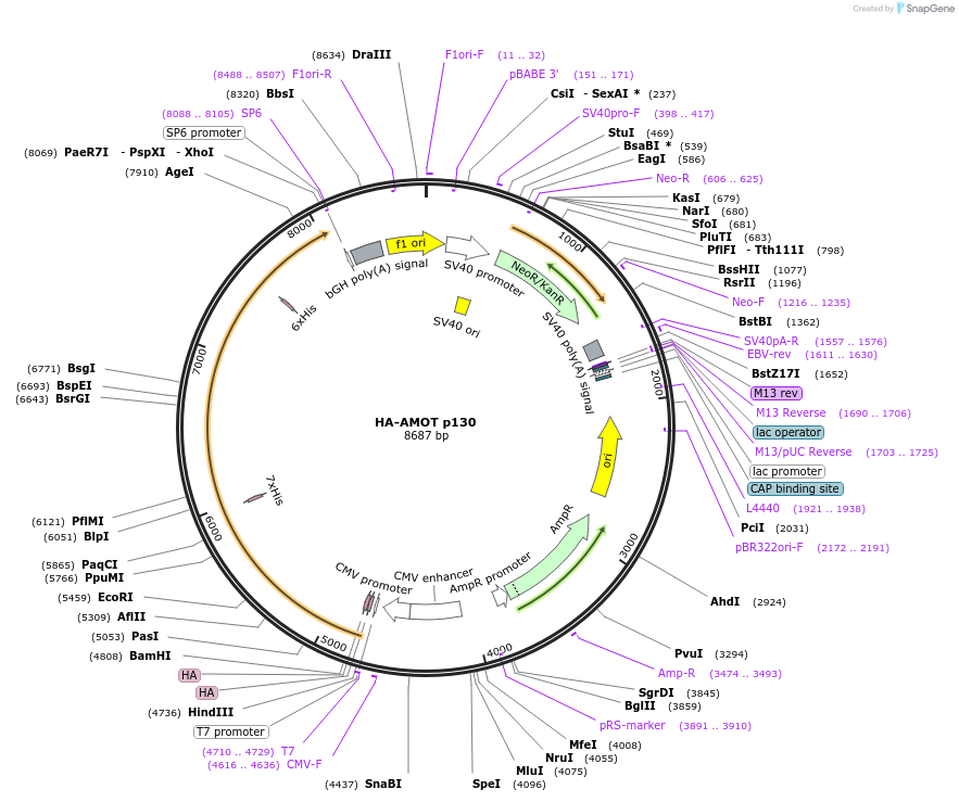 32821-plasmid-map-sequence-id-246080