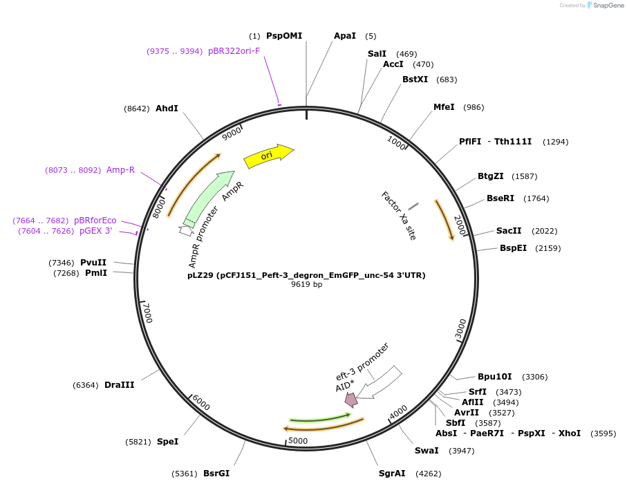 71719-plasmid-map-sequence-id-246098