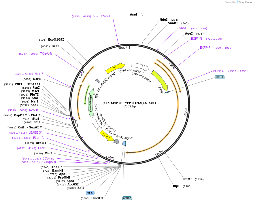 18862-plasmid-map-sequence-id-246099