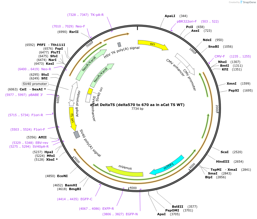 101300-plasmid-map-sequence-id-246103