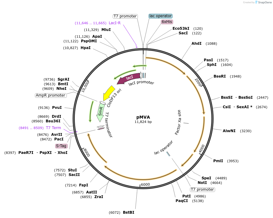 121149-plasmid-map-sequence-id-246104