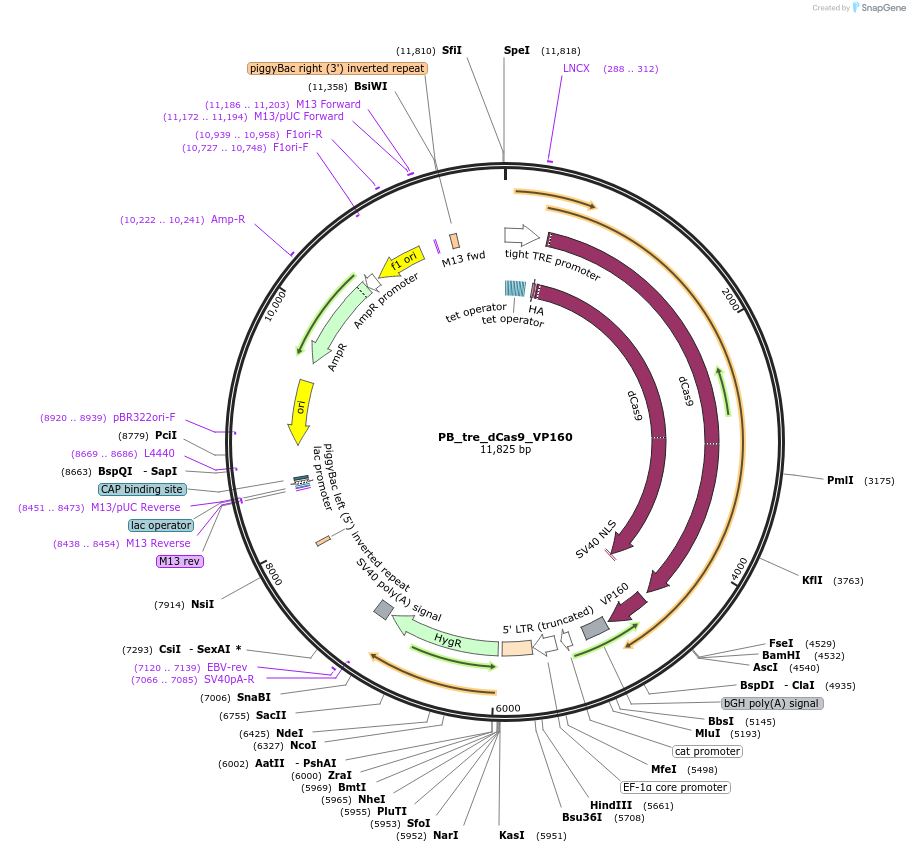 126031-plasmid-map-sequence-id-246110