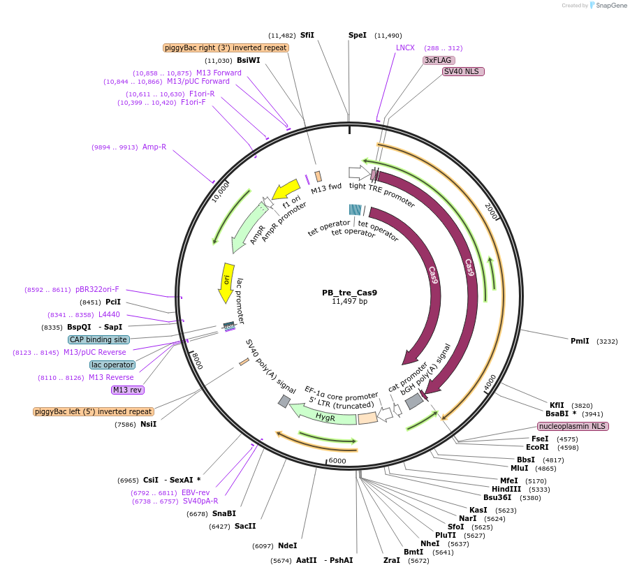 126029-plasmid-map-sequence-id-246111