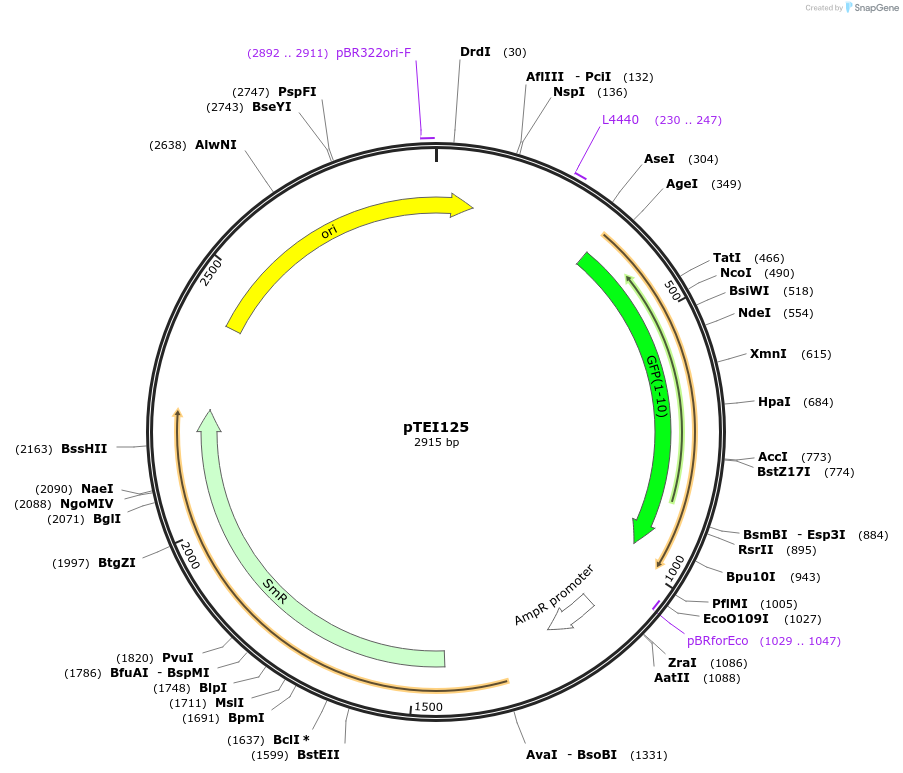 126065-plasmid-map-sequence-id-246124