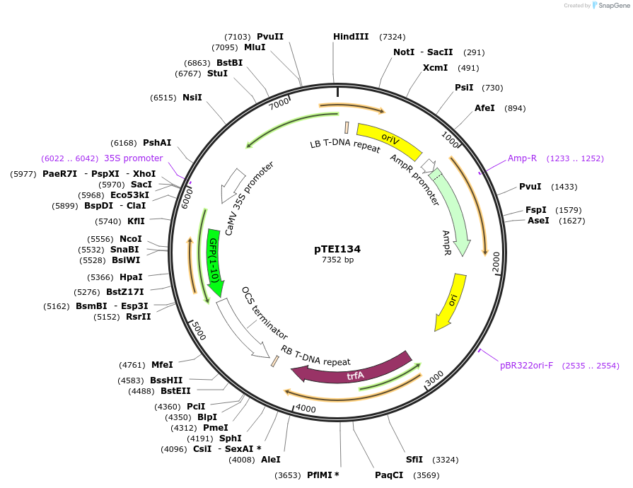 126071-plasmid-map-sequence-id-246129