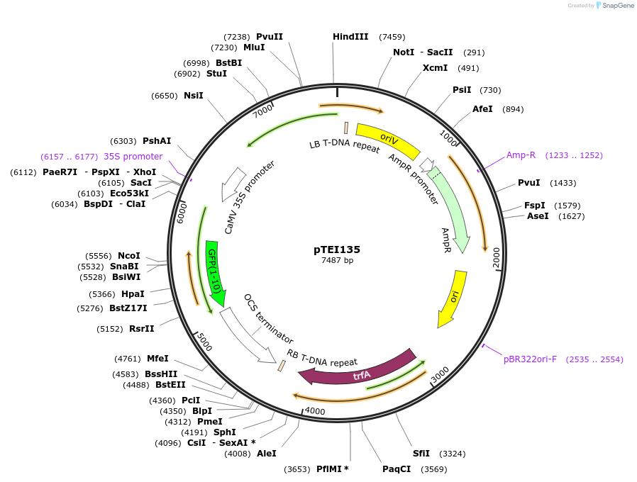 126073-plasmid-map-sequence-id-246131