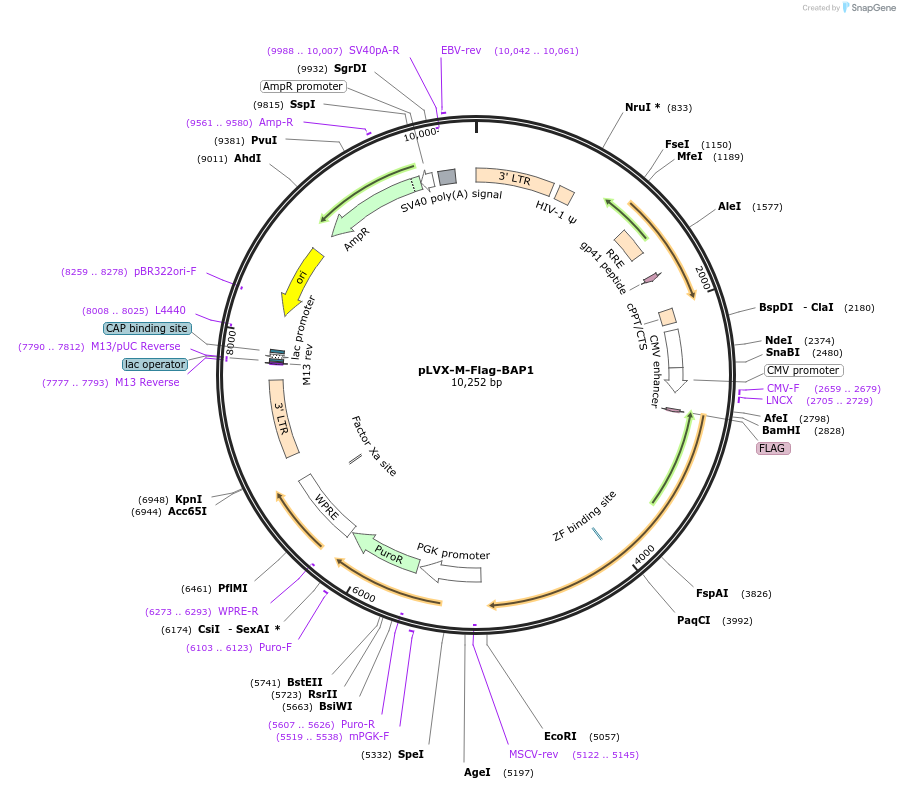 125840-plasmid-map-sequence-id-246139