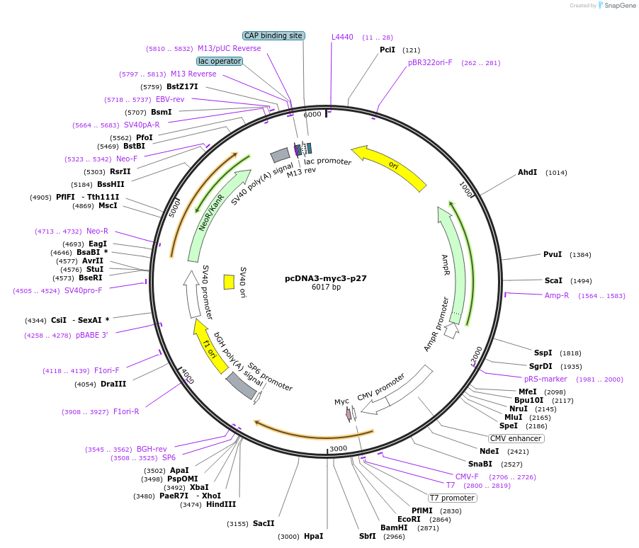 19937-plasmid-map-sequence-id-246142